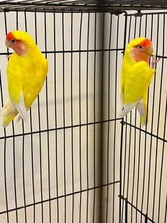 Common Lutino Lovebird
