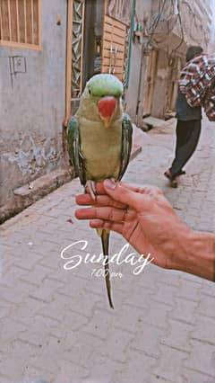 Talking parrot 