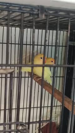 Love Birds For Sale