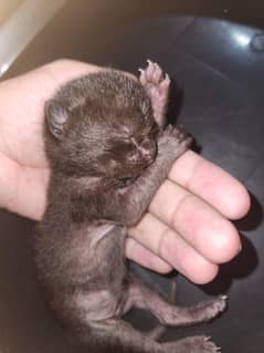 Persian Double coated cat