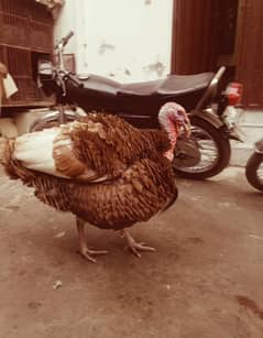 Turkey birds