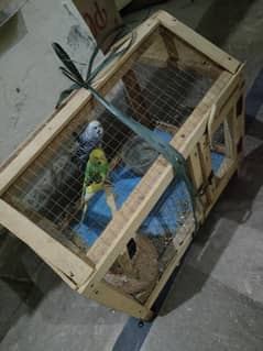 parrot with cage