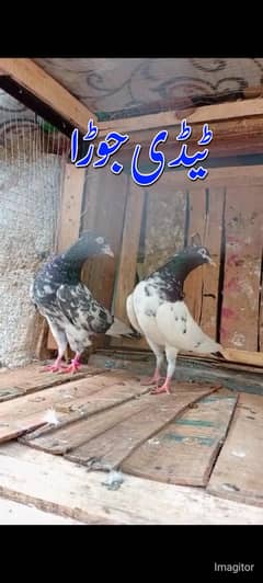 QUALITY PIGEONS FOR SALE. .