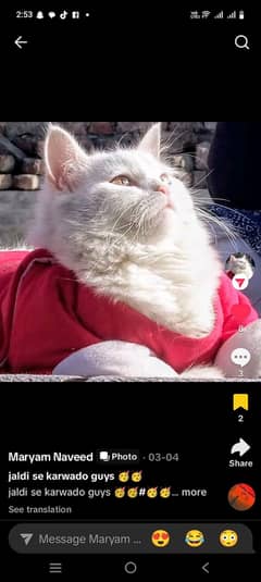 v cute persian cat