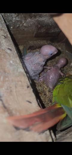 pineapple conure chicks for hand tame