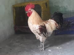 a desi rooster
