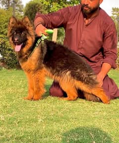 high quality long coat Garman shepherd female for sale
