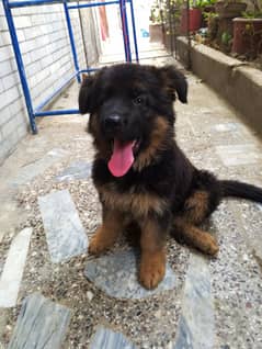 German shepherd puppy