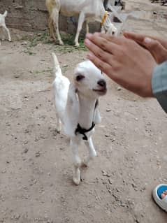Desi Bakri sale