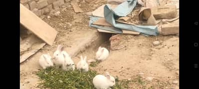 angora rabbits babis pair 1000. . adult pair price 2500