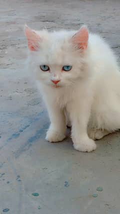 fully trained colour white