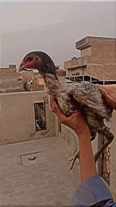 aseel