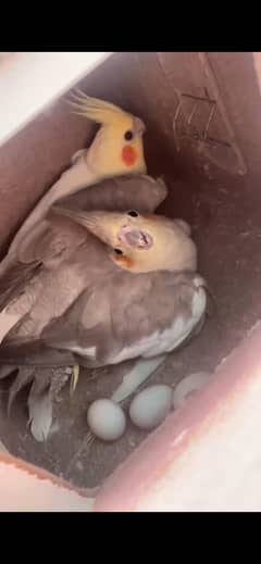 breeder pair with fertail egg whatsaap  03127252459