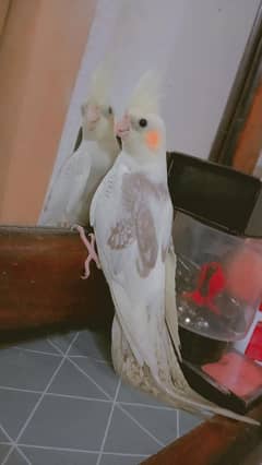 cocktiel