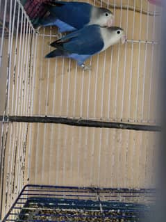 blue pasnata