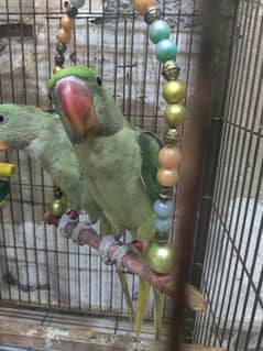 raw parrot