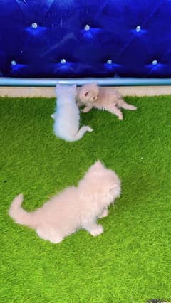 Persian Kittens Available For Sale