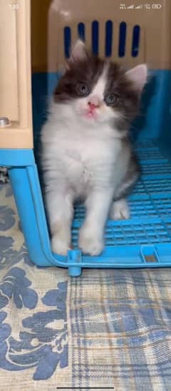 kittens