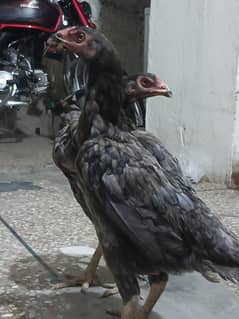 Saleeti Aseel