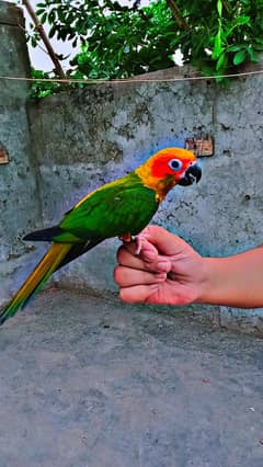 Tame Sun conure for sale
