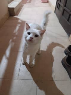 Persian cat