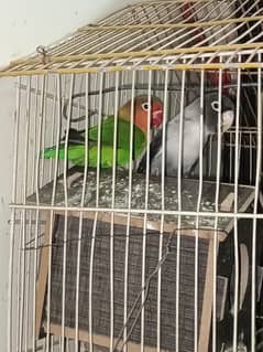 pairs of parrot for sale