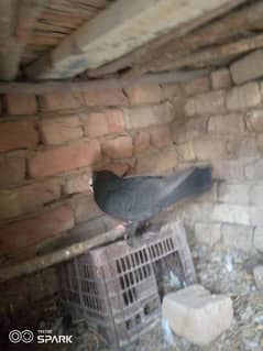 black young mukhi breeder male for sale