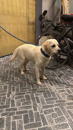 Labrador