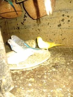 Australian parrots 15 pieces available male and female mixup  Breader