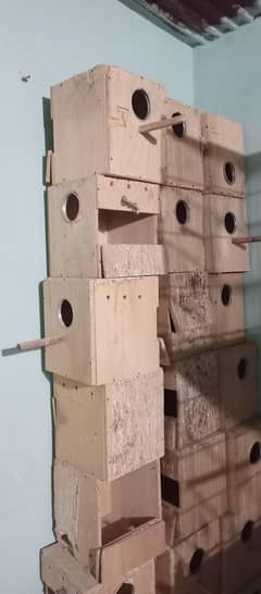 Nexting boxes birds home