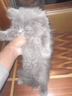 Grey  Persian Kitten  Long Coat