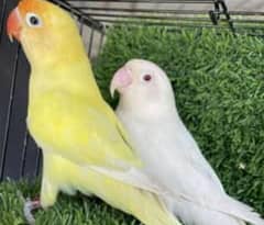 Albino