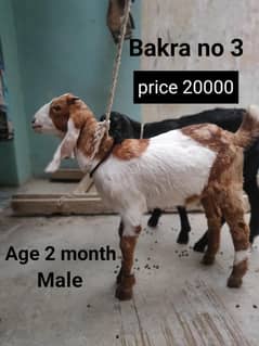 Goat Baby