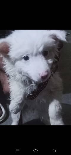 russian dog