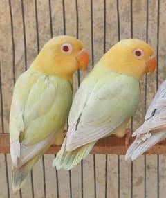 Parblue opaline Visual pale fellow