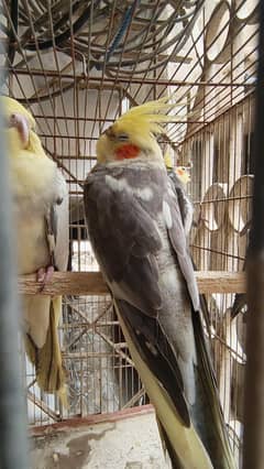 3 pairs Cocktails bird  only for 8k . All active and whistle loud