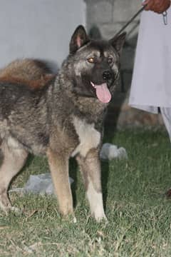 akita japanese good dog