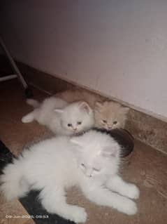 Persian kittens / cats