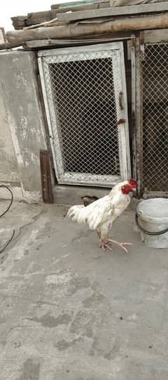 Heera + mianwali aseels no 03357885830