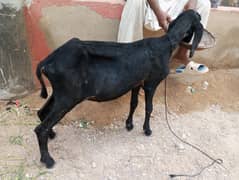 Larkana Dumba