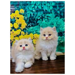 Persian hamalian british punch face piki face cat's and kitten's