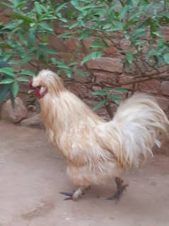 White silky male available for breading