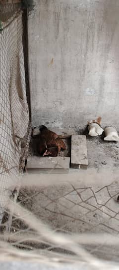 Kurak aseel miawali murgi 4500, or bi birds hain
