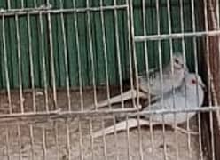  Custom Iron Cage with 7 Pairs of Organic Doves – PKR 25,000 Only!