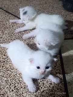 Persian Cats