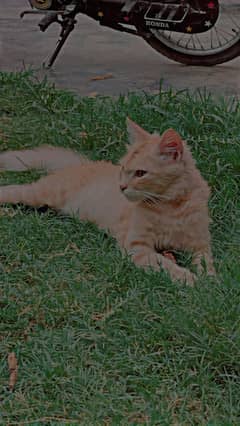 beautiful Turkish angora cat for sale