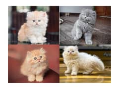 Persian hamalian british punch face piki face cat's and kitten's
