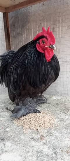 blue bantam male