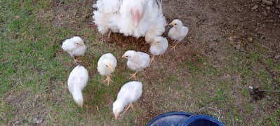 Heera chicks for sale