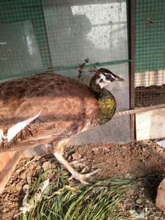 Peacock | Peacock Female | moore | Moore for sale